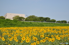 Sunflower field