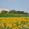 Sunflower field