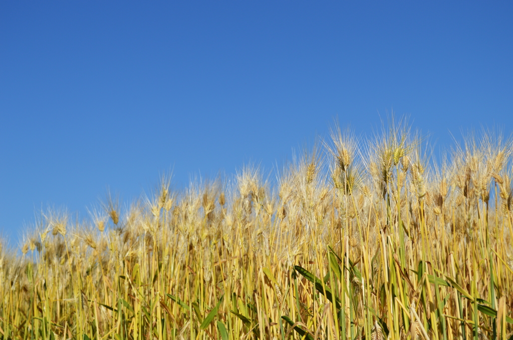 麦畑