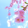 今年のさくら