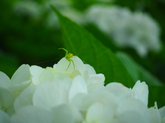 くも