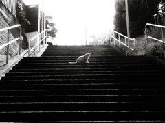 residents of the stairs