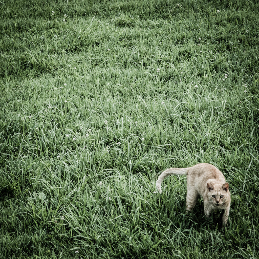 residents of grassland