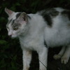 ねこだよ
