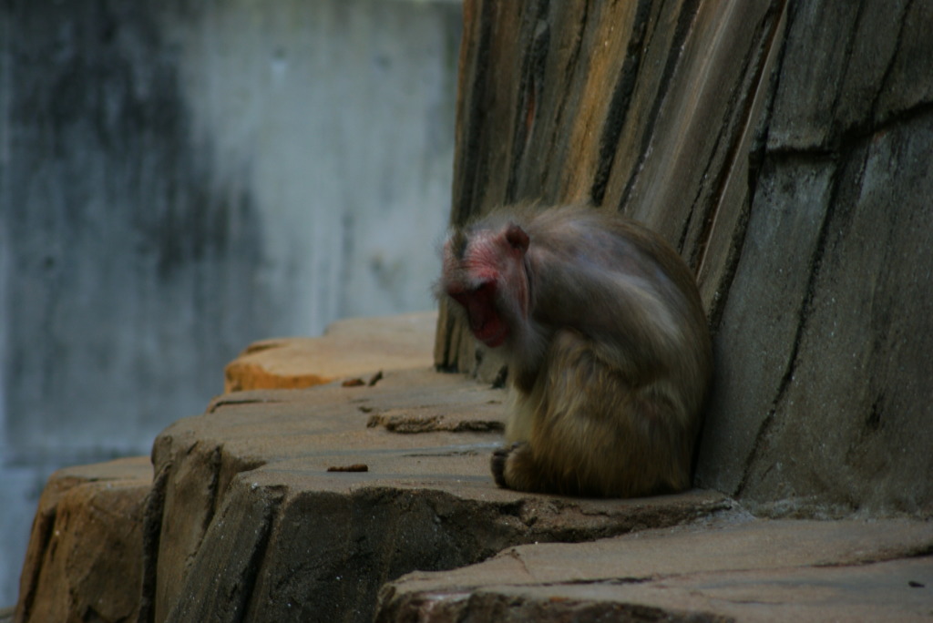 動物園7