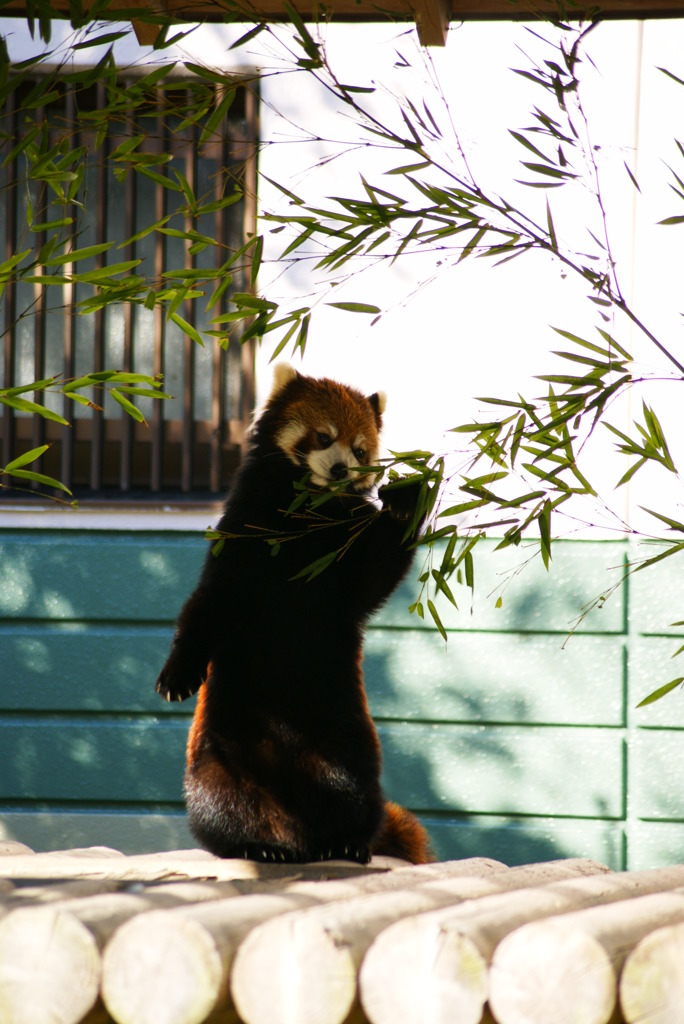 動物園4