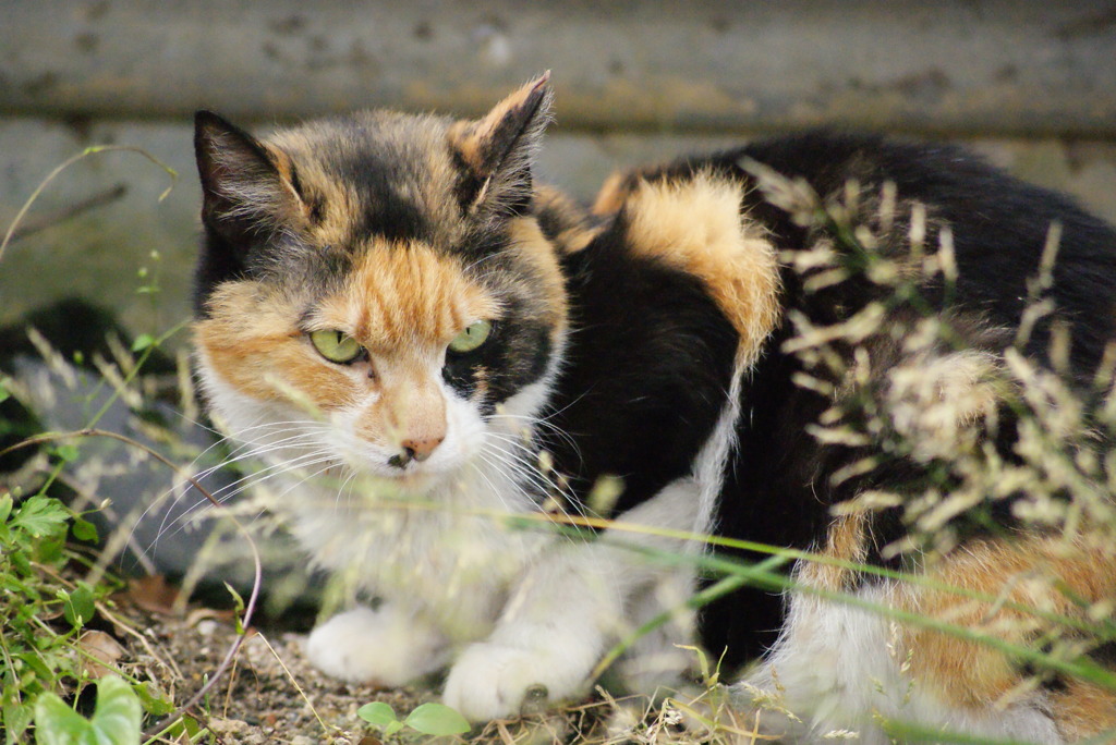 ねこ