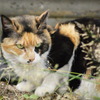ねこ