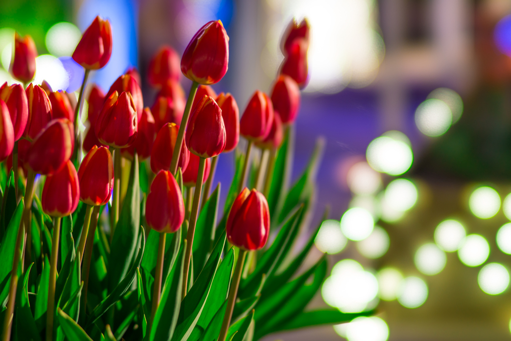 ウインターチューリップと玉ボケ