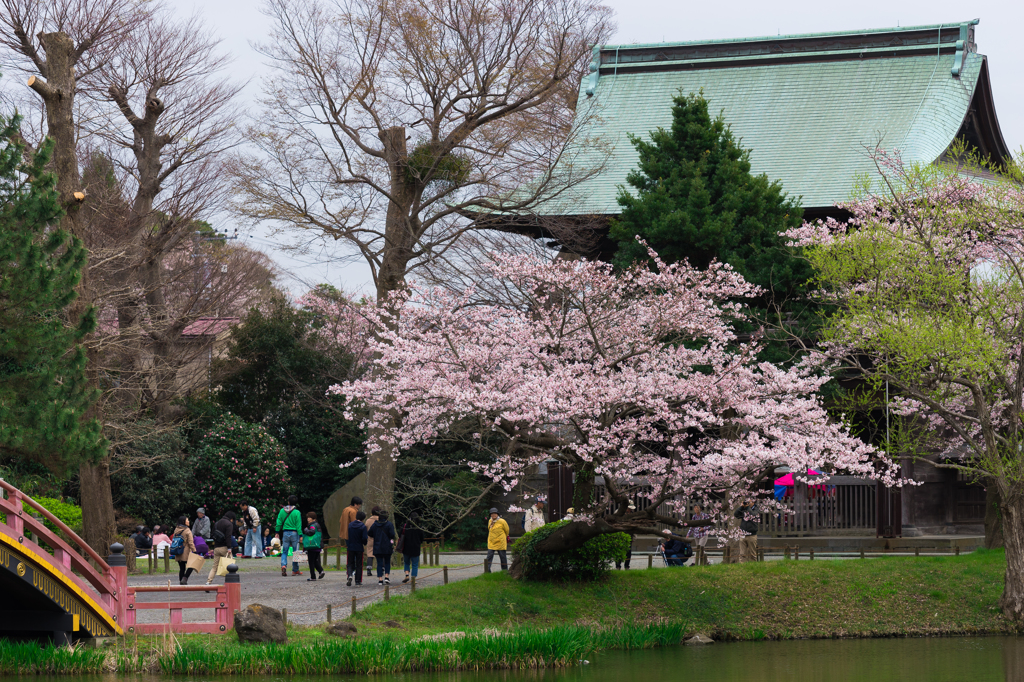2016 称名寺の桜