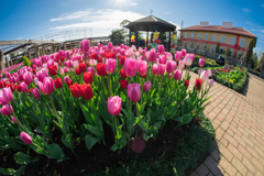 花菜ガーデン　チューリップ