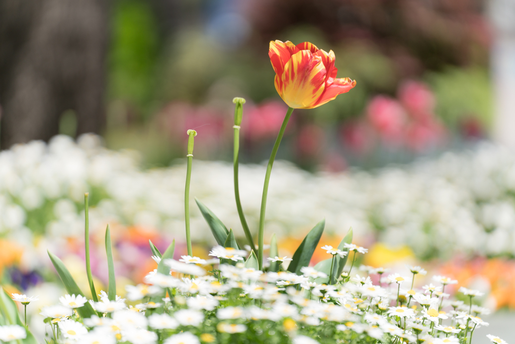 春の横浜スナップ