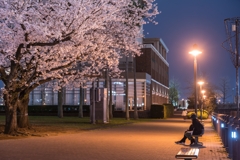 汽車道の桜