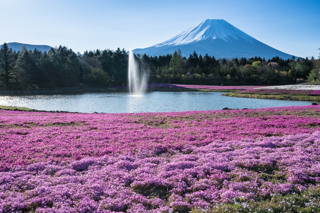 富士芝桜まつり2021