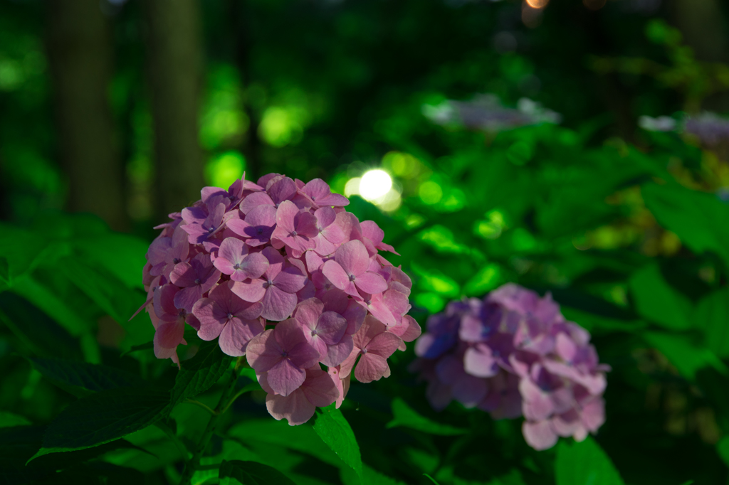 八景島紫陽花まつり
