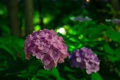 八景島紫陽花まつり