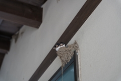 白糸の滝にいた燕