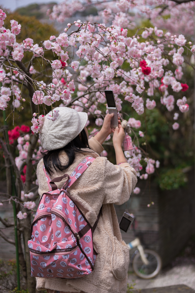 2016 称名寺の桜