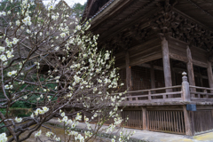 鎌倉・妙本寺