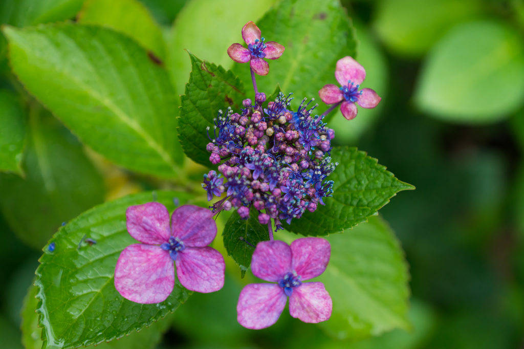 2015-06-22 八景島紫陽花祭り #24