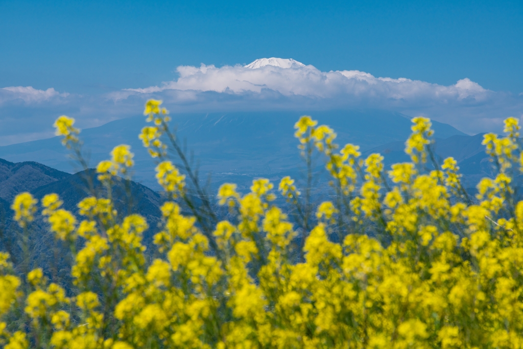 菜の花と富士山