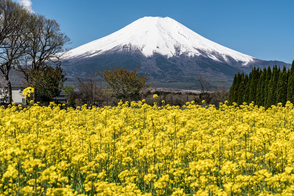 山中湖　花の都公園