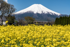 山中湖　花の都公園