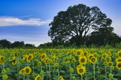 座間　ひまわり