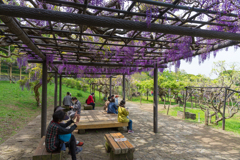 横須賀しょうぶ園