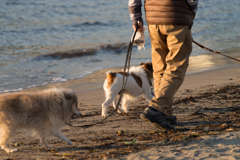 平日の森戸海岸