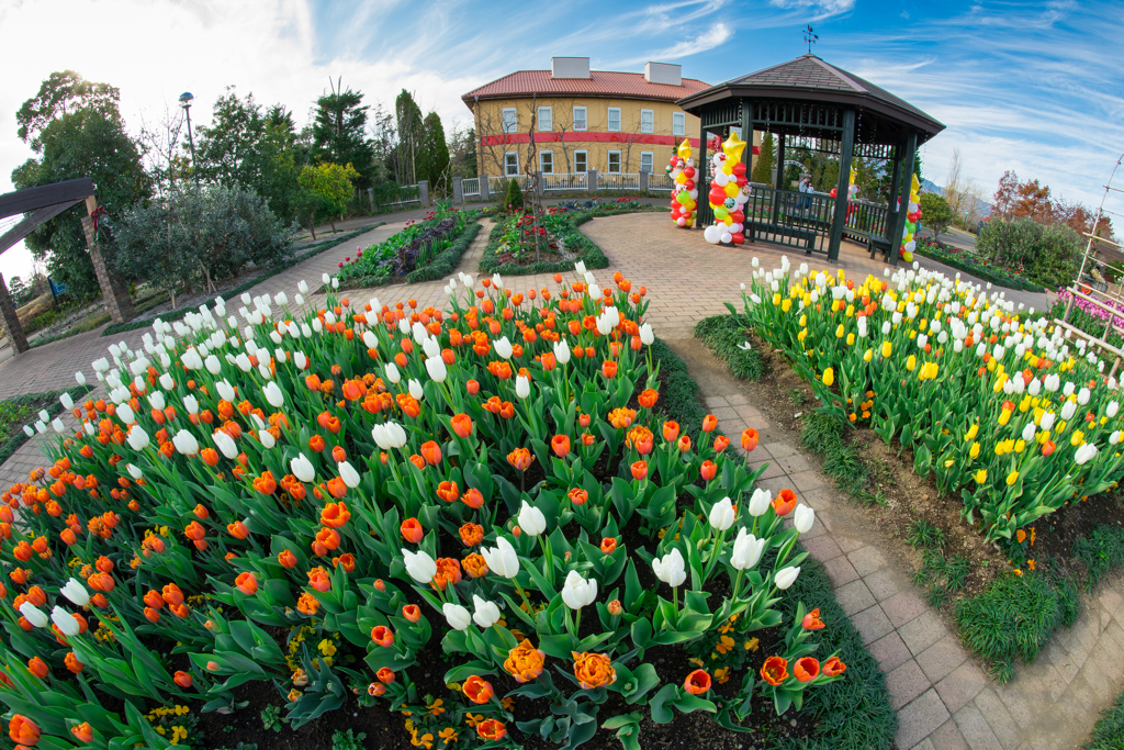 花菜ガーデン　チューリップ