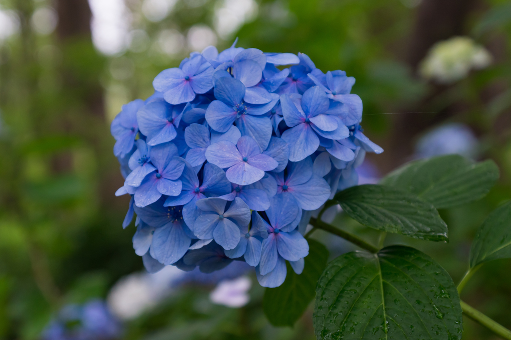 2015-06-22 八景島紫陽花祭り #17