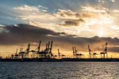 横浜のキリン達