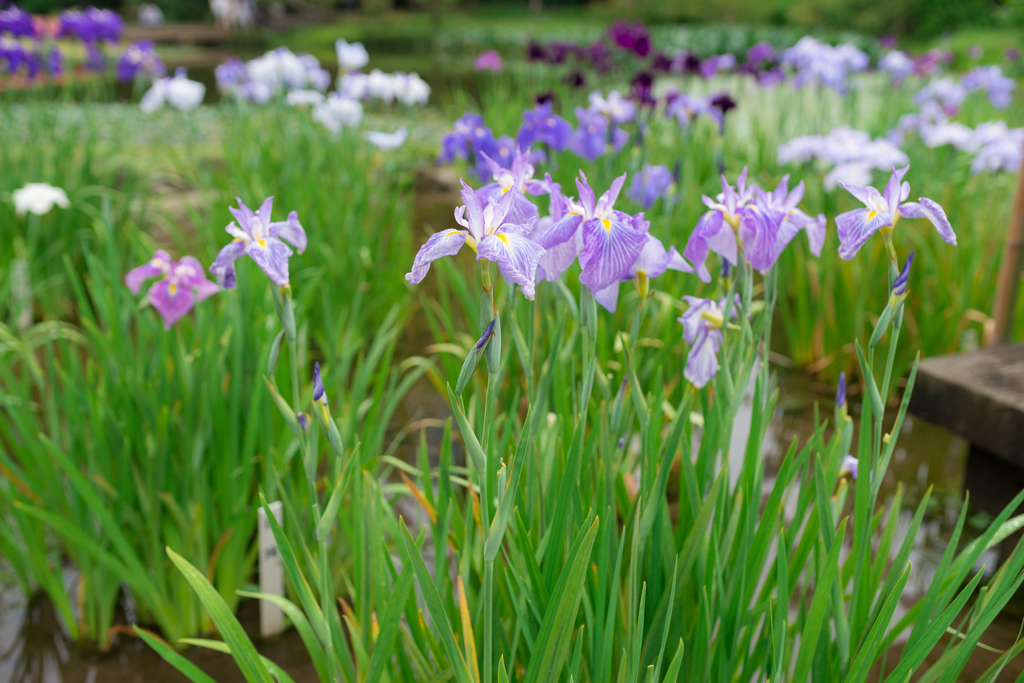 皇居　二の丸庭園の菖蒲 100マクロ