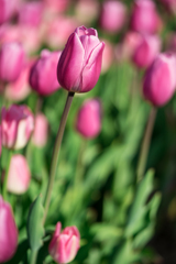 花菜ガーデン・アイスチューリップ FE90mm