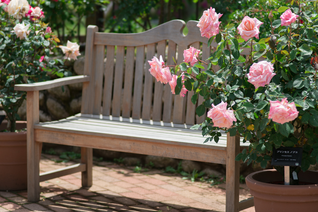 花菜ガーデンの薔薇