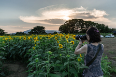 座間　ひまわり