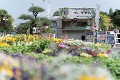 春の横浜スナップ