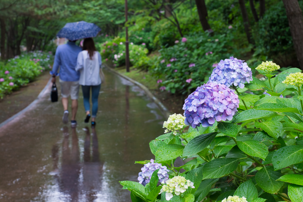 2015-06-22 八景島紫陽花祭り #19