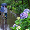 2015-06-22 八景島紫陽花祭り #19