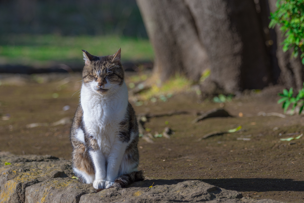 平塚総合公園の猫