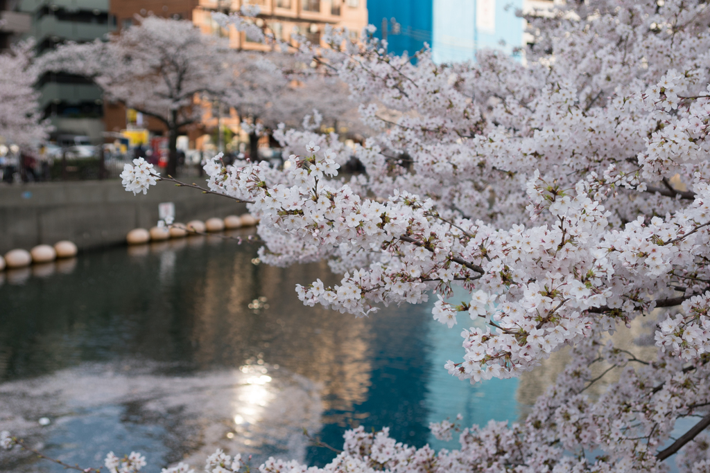 大岡川の桜