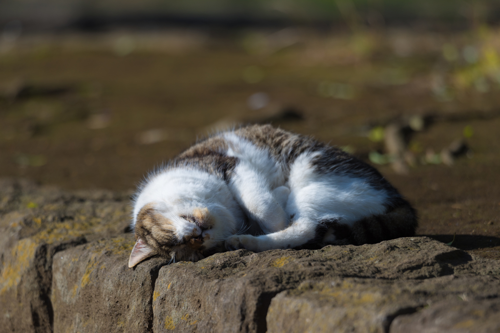 平塚総合公園の猫