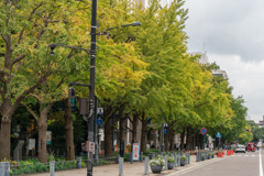 日本大通り　紅葉