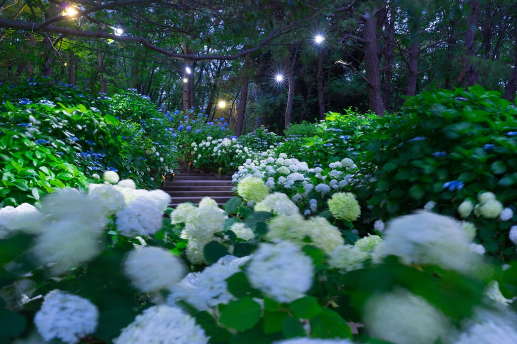 2018八景島　あじさい祭