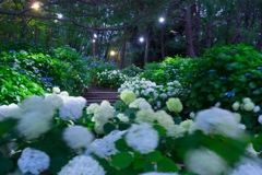 2018八景島　あじさい祭