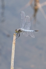 田貫湖にいたトンボ　トリミング