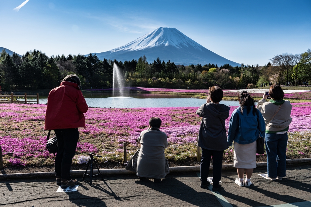 富士芝桜まつり2021