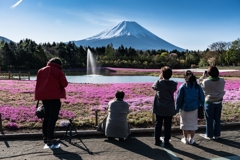 富士芝桜まつり2021