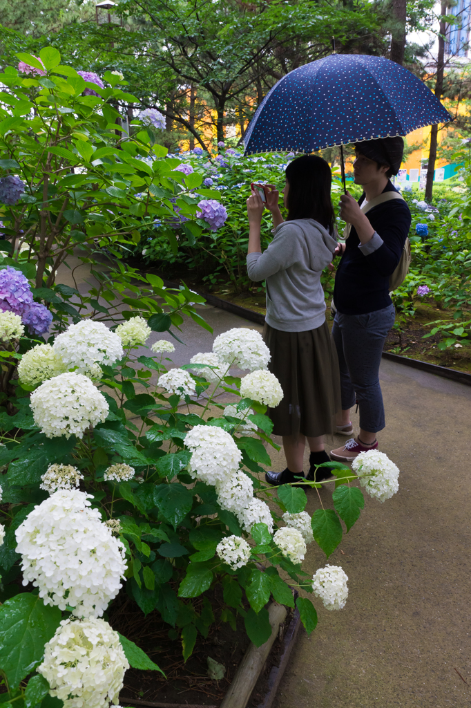 2015-06-22 八景島紫陽花祭り #13